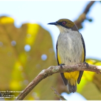 Olive-capped Flowerpecker