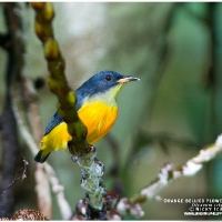 Orange-bellied Flowerpecker