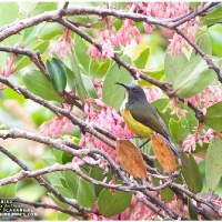 Apo Sunbird