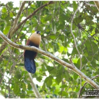 Black-faced Coucal