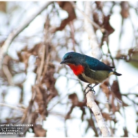 Fire-breasted Flowerpecker