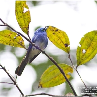 Short-crested Monarch