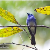 Short-crested Monarch