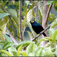 Apo Mynah