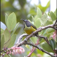 Apo Sunbird