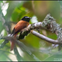 Black and Cinnamon Fantail