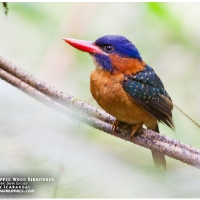 Blue-capped Wood Kingfisher