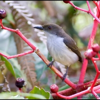 Buzzing Flowerpecker