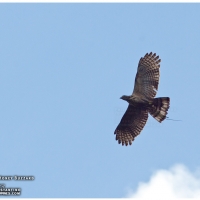 Philippine Honey Buzzard