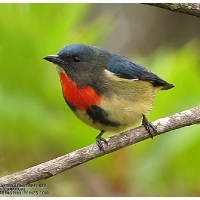 Fire-breasted Flowerpecker