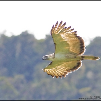 The Great Philippine Eagle