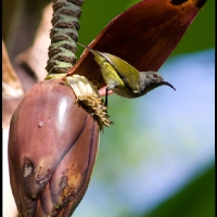 Grey-hooded Sunbird
