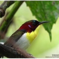 Handsome Sunbird