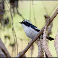 Little Pied Flycatcher