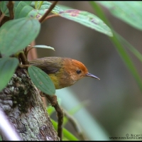 Rufous-headed Tailorbird