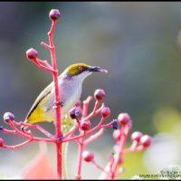 Olive-capped Flowerpecker