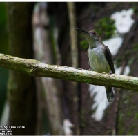 Orange-tufted Spiderhunter