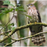 Philippine Hawk-Cuckoo