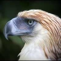 The Great Philippine Eagle (captive bird)