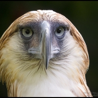 The Great Philippine Eagle