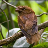 Philippine Frogmouth