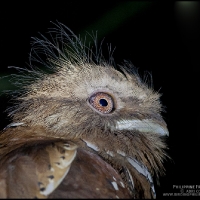 Philippine Frogmouth