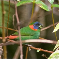 Red-eared Parrotfinch