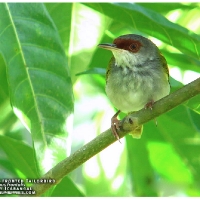 Rufous-fronted Tailorbird