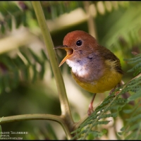 Rufous-headed Tailorbird