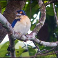 Rufous-lored Kingfisher