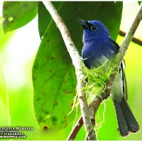 Short-crested Monarch