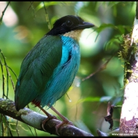 Steere's (Azure-breasted) Pitta