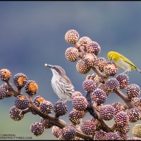 Stripe-breasted Rhabdornis