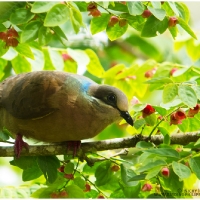 White-eared Brown Dove