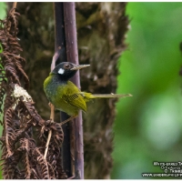 White-eared Tailorbird