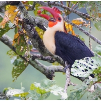 Writhed Hornbill