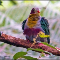 Yellow-breasted Fruit-dove