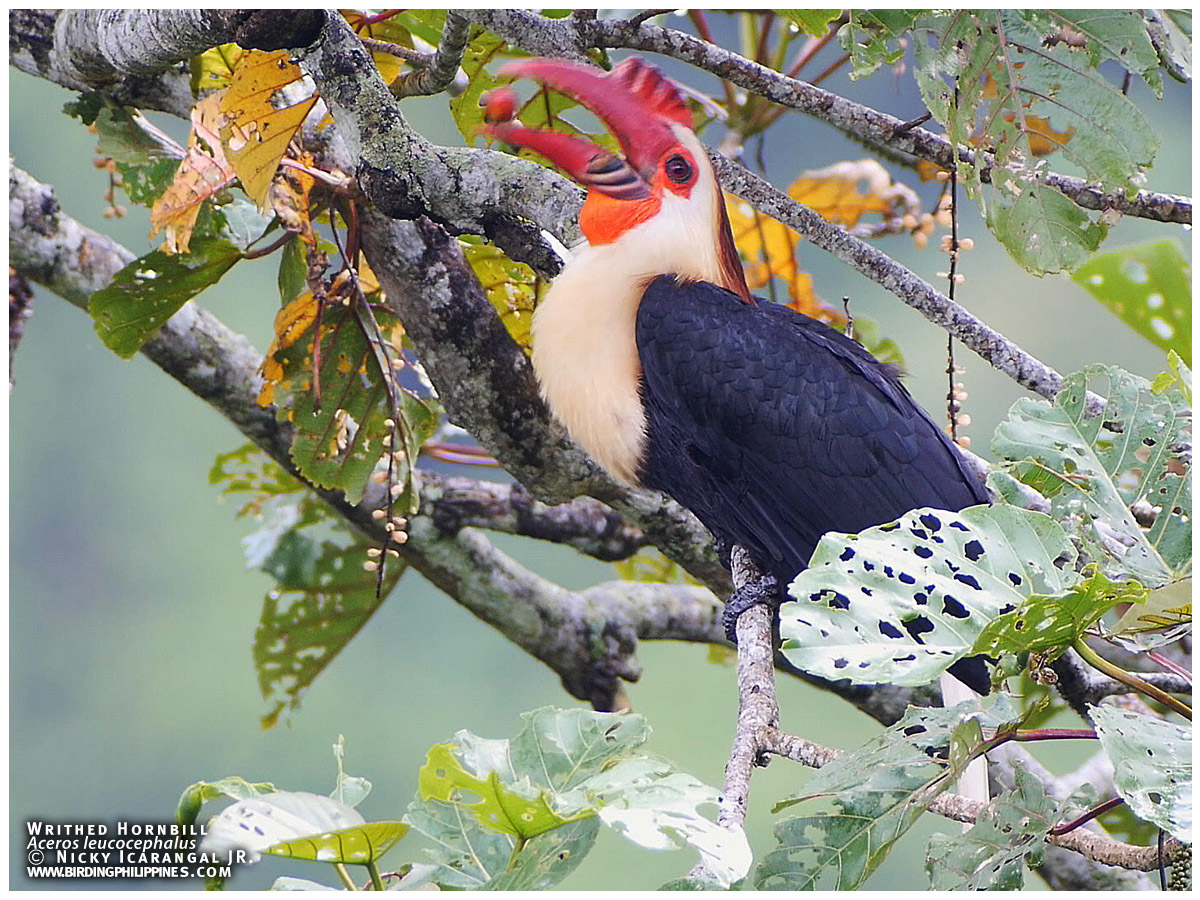 Writhed Hornbill