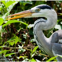 Grey Heron