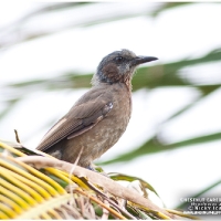 Chestnut-eared Bulbul