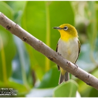 Lowland White-eye