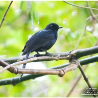 Cebu Black Shama