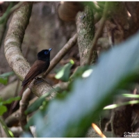 Japanese Paradise Flycatcher (female)