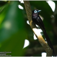 Japanese Paradise Flycatcher (male)