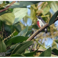 Black-belted Flowerpecker