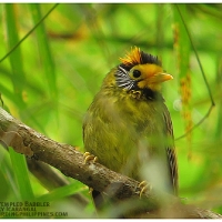 Flame-templed Babbler