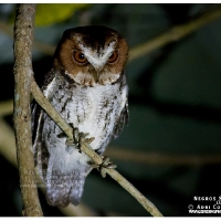 Philippine (Negros) Scops-Owl