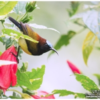 Flaming Sunbird