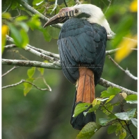 Visayan Tarictic Hornbill