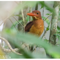 Ruddy Kingfisher